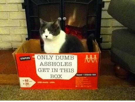 20. Okumay asla renememi kedi.