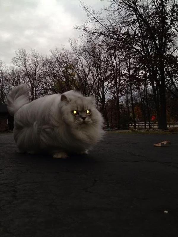 8. Evden kmadan hava durumunu kontrol etmeye asla zahmet etmeyen kedi.