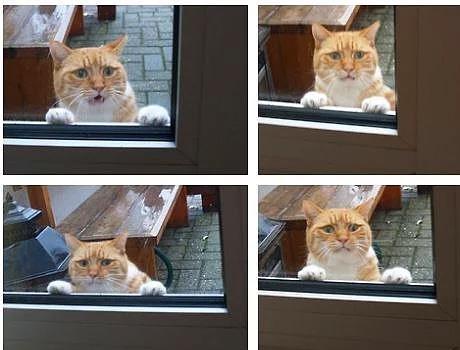 21. Frtnay an be an izleyen eceline yaklaan kedi.