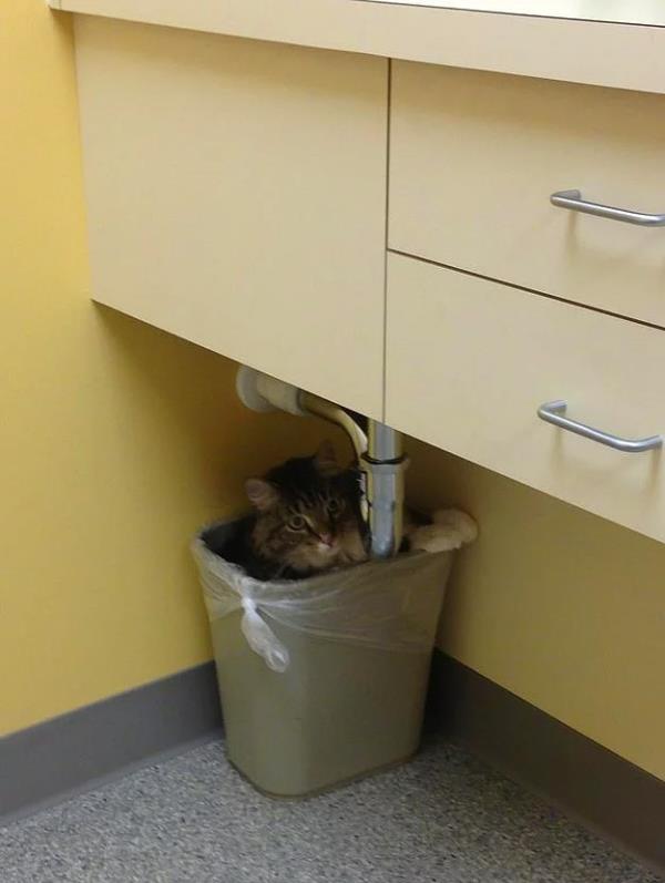 23. Kamuflajda bir dnya markas kedi.