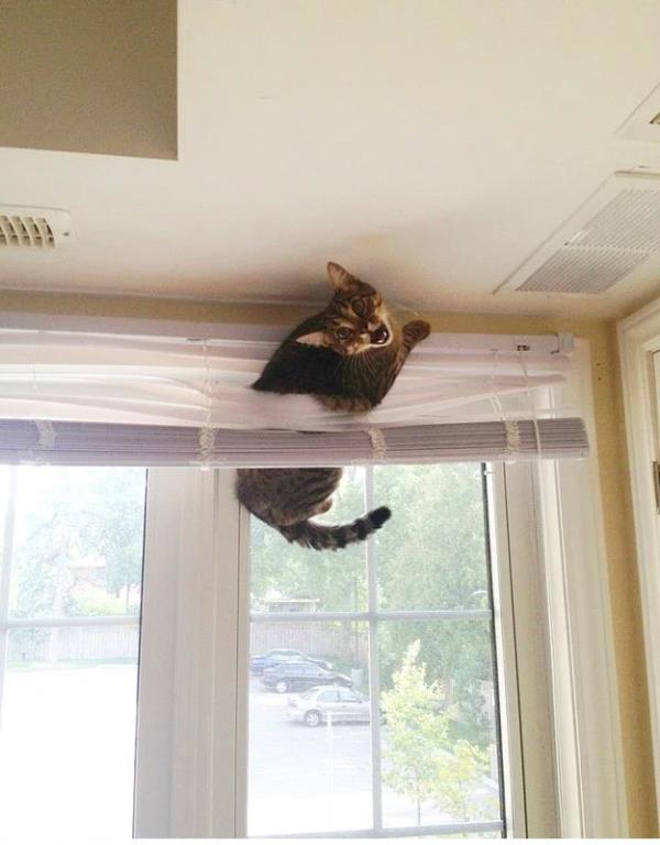 9. Perdelerinizle ak/nefret sendromu yaayan kedi.