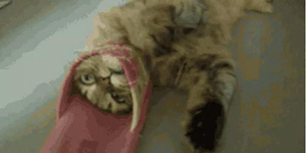 10. Btn hayatn kendine yakan bir terlik bulmakla harcayan ama bulduuna piman olan kedi.