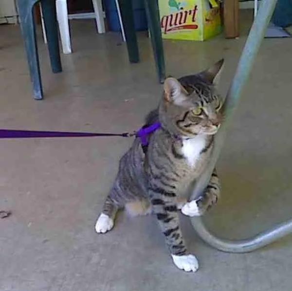 12. Tasmaya tamam demi ama birinin onu yrtmesine asla izin vermemi kedi.