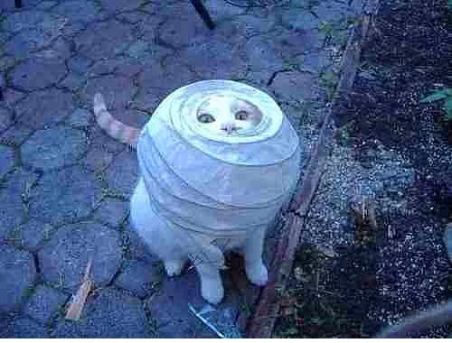 18. Ikea lambasnn kurulumunu zememi kedi.