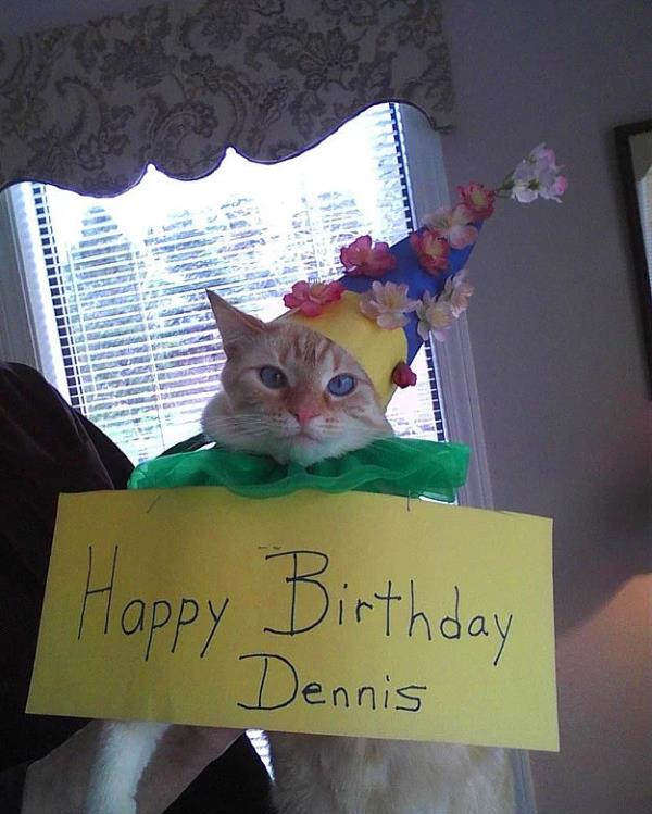 3. Doum gnn kutlad ocuun gizlice lmesini dileyen kedi.