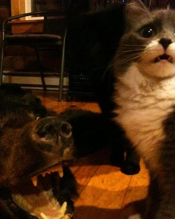 4. Sradaki kurbann kendisi olduundan endielenen kedi.