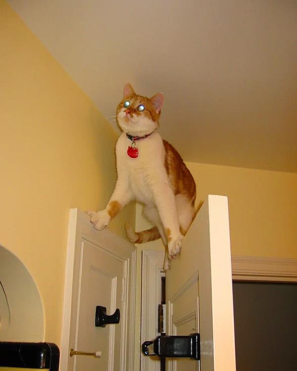 5. Lazer n yakalamaya alrken gizli glerini kefeden kedi.