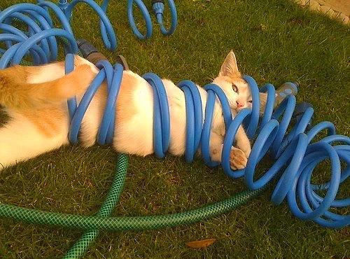 16. "Balanmay" seven kedi.