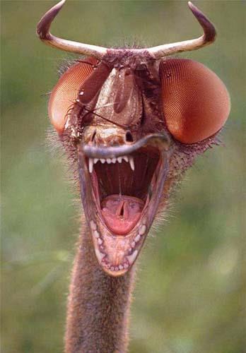 Birazck photoshop'la srad hayvanlar oluturmak mmkn... te Photoshop icad hayvanlar...