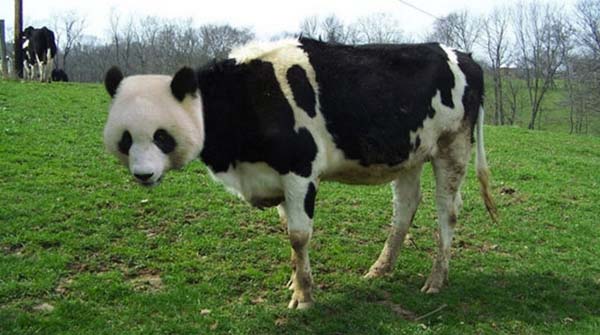 Birazck photoshop'la srad hayvanlar oluturmak mmkn... te Photoshop icad hayvanlar...