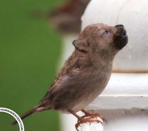 Birazck photoshop'la srad hayvanlar oluturmak mmkn... te Photoshop icad hayvanlar...