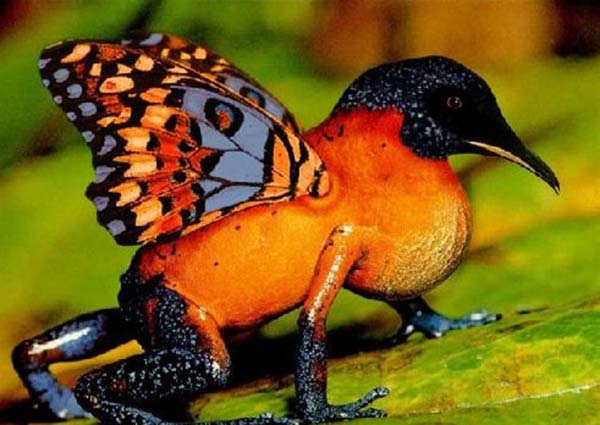 Birazck photoshop'la srad hayvanlar oluturmak mmkn... te Photoshop icad hayvanlar...