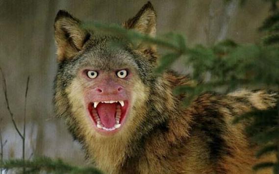 Birazck photoshop'la srad hayvanlar oluturmak mmkn... te Photoshop icad hayvanlar...