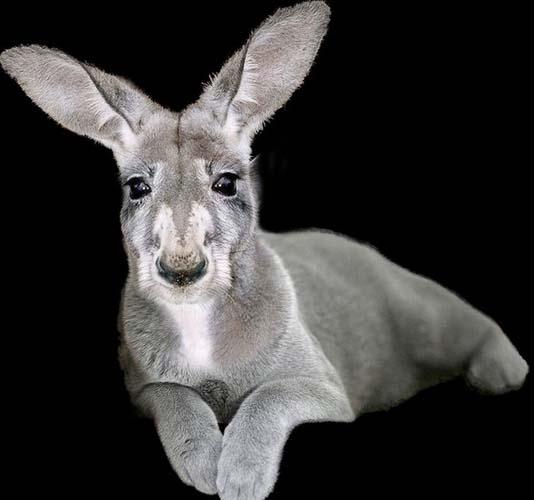 Birazck photoshop'la srad hayvanlar oluturmak mmkn... te Photoshop icad hayvanlar...