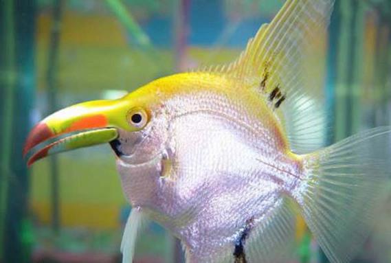 Birazck photoshop'la srad hayvanlar oluturmak mmkn... te Photoshop icad hayvanlar...