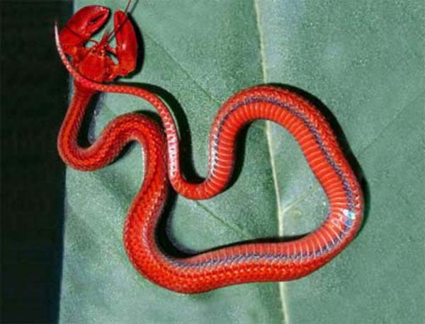 Birazck photoshop'la srad hayvanlar oluturmak mmkn... te Photoshop icad hayvanlar...