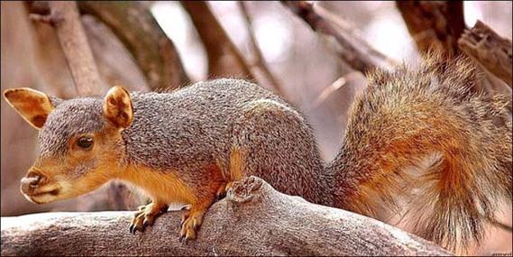 Birazck photoshop'la srad hayvanlar oluturmak mmkn... te Photoshop icad hayvanlar...