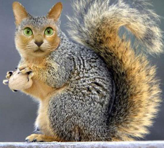 Birazck photoshop'la srad hayvanlar oluturmak mmkn... te Photoshop icad hayvanlar...