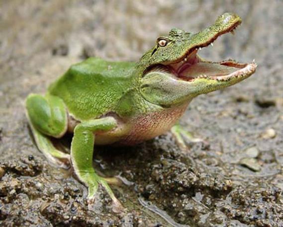 Birazck photoshop'la srad hayvanlar oluturmak mmkn... te Photoshop icad hayvanlar...