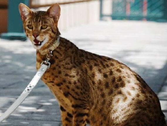 Birazck photoshop'la srad hayvanlar oluturmak mmkn... te Photoshop icad hayvanlar...