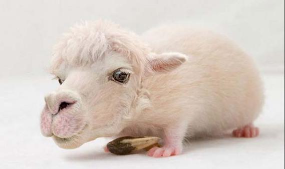 Birazck photoshop'la srad hayvanlar oluturmak mmkn... te Photoshop icad hayvanlar...