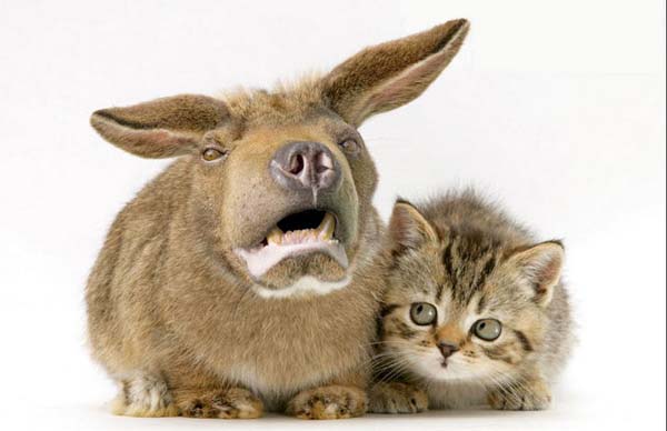 Birazck photoshop'la srad hayvanlar oluturmak mmkn... te Photoshop icad hayvanlar...