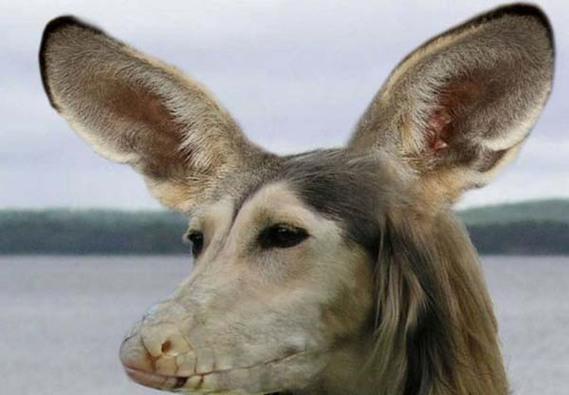 Birazck photoshop'la srad hayvanlar oluturmak mmkn... te Photoshop icad hayvanlar...