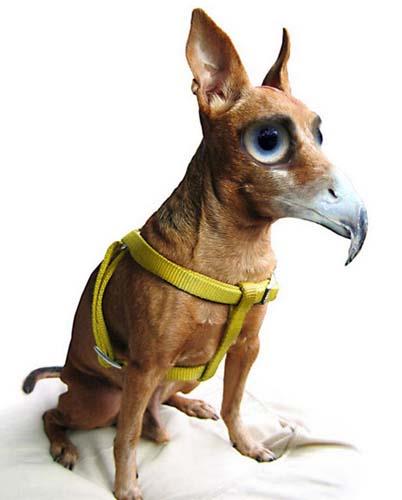 Birazck photoshop'la srad hayvanlar oluturmak mmkn... te Photoshop icad hayvanlar...