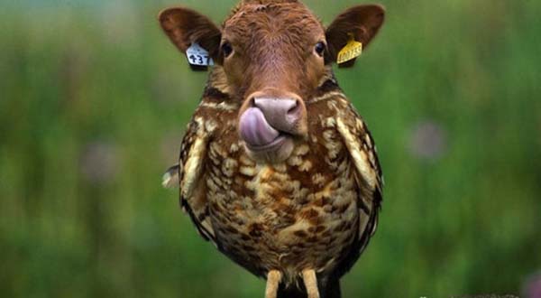 Birazck photoshop'la srad hayvanlar oluturmak mmkn... te Photoshop icad hayvanlar...