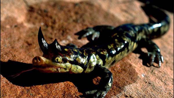 Birazck photoshop'la srad hayvanlar oluturmak mmkn... te Photoshop icad hayvanlar...