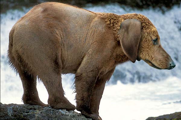 Birazck photoshop'la srad hayvanlar oluturmak mmkn... te Photoshop icad hayvanlar...