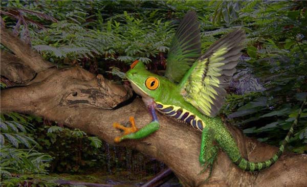 Birazck photoshop'la srad hayvanlar oluturmak mmkn... te Photoshop icad hayvanlar...