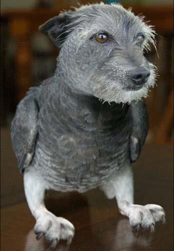 Birazck photoshop'la srad hayvanlar oluturmak mmkn... te Photoshop icad hayvanlar...