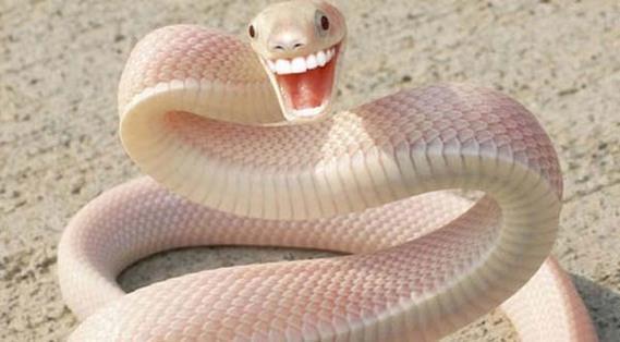 Birazck photoshop'la srad hayvanlar oluturmak mmkn... te Photoshop icad hayvanlar...