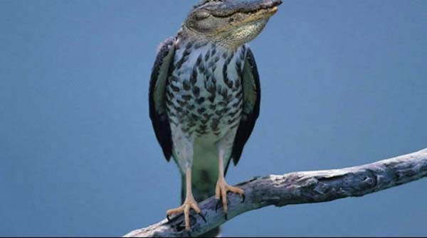 Birazck photoshop'la srad hayvanlar oluturmak mmkn... te Photoshop icad hayvanlar...