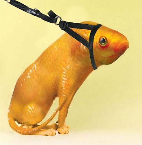 Birazck photoshop'la srad hayvanlar oluturmak mmkn... te Photoshop icad hayvanlar...