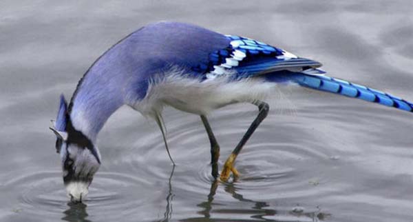 Birazck photoshop'la srad hayvanlar oluturmak mmkn... te Photoshop icad hayvanlar...