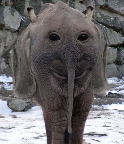 Birazck photoshop'la srad hayvanlar oluturmak mmkn... te Photoshop icad hayvanlar...