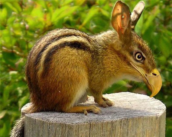 Birazck photoshop'la srad hayvanlar oluturmak mmkn... te Photoshop icad hayvanlar...