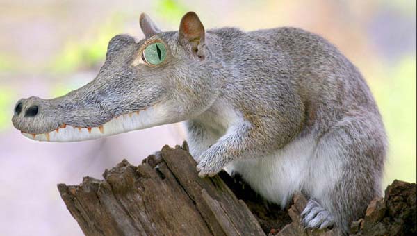 Birazck photoshop'la srad hayvanlar oluturmak mmkn... te Photoshop icad hayvanlar...