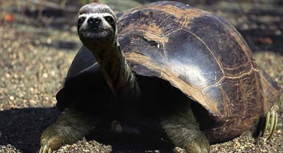 Birazck photoshop'la srad hayvanlar oluturmak mmkn... te Photoshop icad hayvanlar...