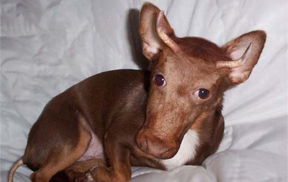 Birazck photoshop'la srad hayvanlar oluturmak mmkn... te Photoshop icad hayvanlar...