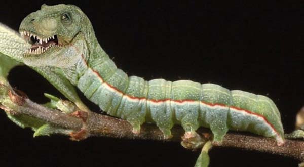 Birazck photoshop'la srad hayvanlar oluturmak mmkn... te Photoshop icad hayvanlar...