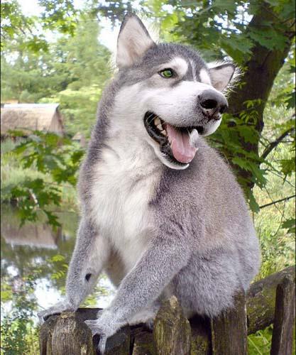 Birazck photoshop'la srad hayvanlar oluturmak mmkn... te Photoshop icad hayvanlar...