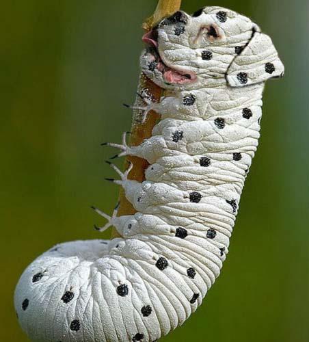 Birazck photoshop'la srad hayvanlar oluturmak mmkn... te Photoshop icad hayvanlar...