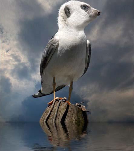 Birazck photoshop'la srad hayvanlar oluturmak mmkn... te Photoshop icad hayvanlar...