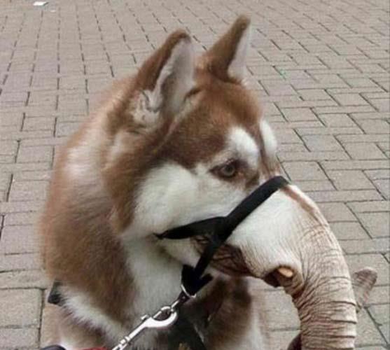 Birazck photoshop'la srad hayvanlar oluturmak mmkn... te Photoshop icad hayvanlar...