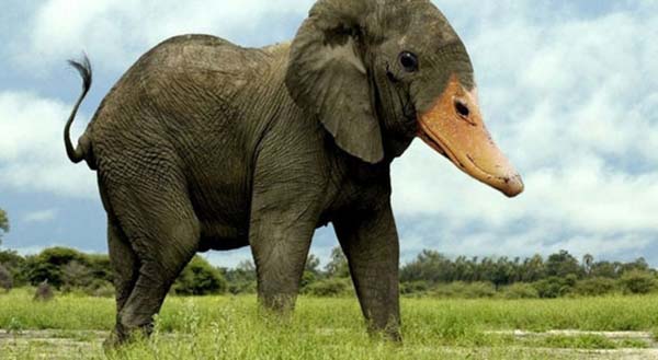 Birazck photoshop'la srad hayvanlar oluturmak mmkn... te Photoshop icad hayvanlar...