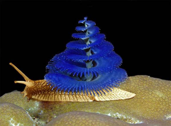 Birazck photoshop'la srad hayvanlar oluturmak mmkn... te Photoshop icad hayvanlar...