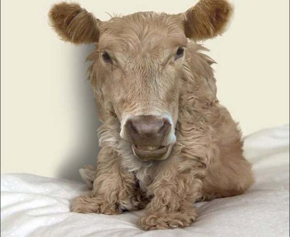 Birazck photoshop'la srad hayvanlar oluturmak mmkn... te Photoshop icad hayvanlar...